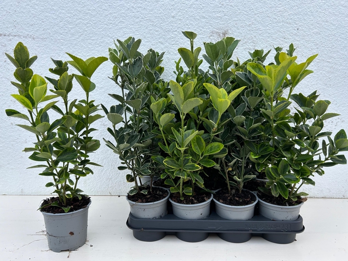 <h4>EUONYMUS JAP GEM</h4>