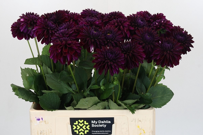Dahlia Black Lars