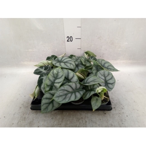 Alocasia   ...