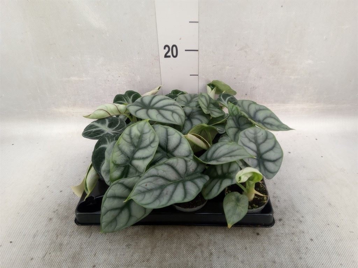 <h4>Alocasia   ...</h4>