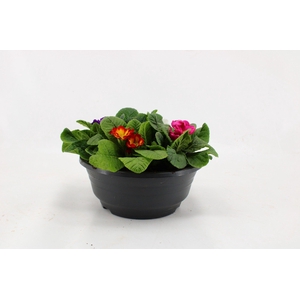 Primula Acaulis in Plastic Antraciet Schaal Carnaval (4 planten)