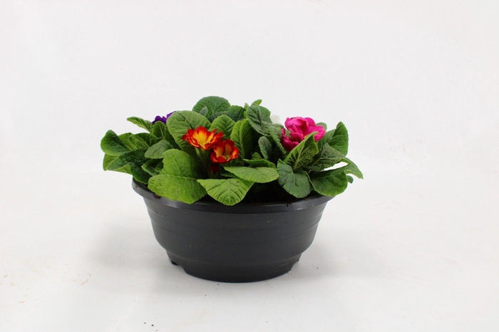 <h4>Primula Acaulis in Plastic Antraciet Schaal Carnaval (4 planten)</h4>