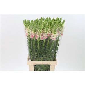 Antir Mary Appleblos It.