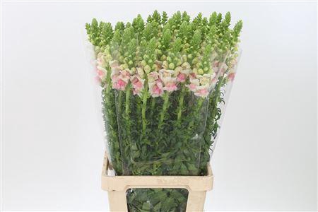 <h4>Antir Mary Appleblos It.</h4>