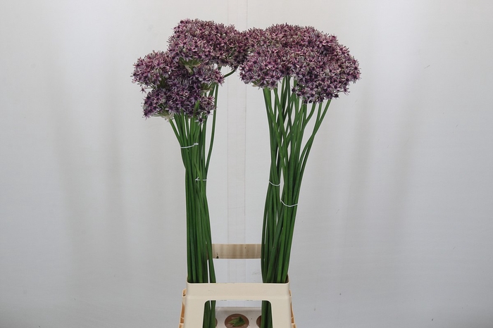 <h4>Allium Silverspring</h4>