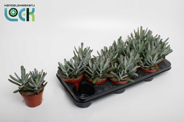 <h4>cotyledon Octopus</h4>