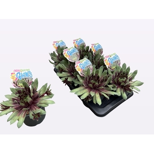 SEMP CCG EME EXPLOSI