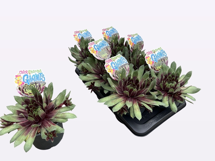 <h4>SEMP CCG EME EXPLOSI</h4>