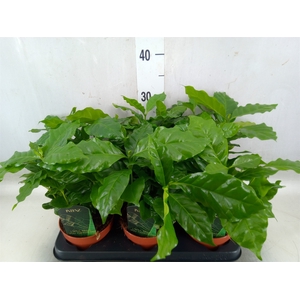 Coffea arabica