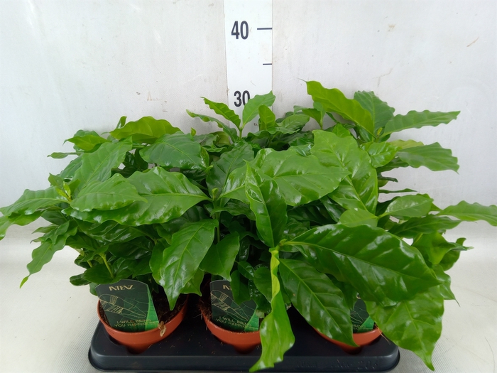 <h4>Coffea arabica</h4>