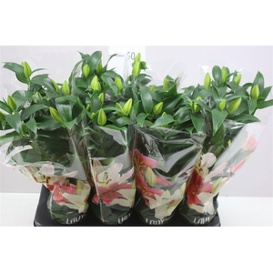 Lil Or Sunny Bahamas 3pp White