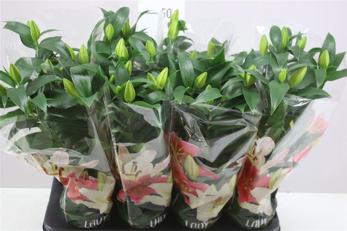 <h4>Lil Or Sunny Bahamas 3pp White</h4>