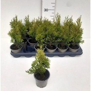 THUJA O OV