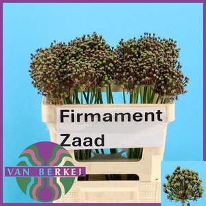 ALLIUM ZAADBOLLEN