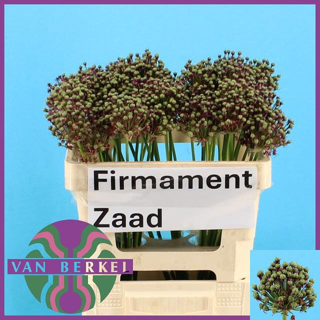 <h4>ALLIUM ZAADBOLLEN</h4>