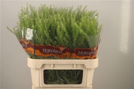 <h4>Lepidium Green Bell</h4>