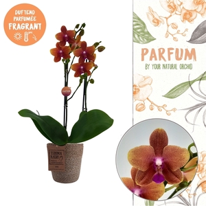 Parfum| Bolgheri 2 spike | Terima Kasih