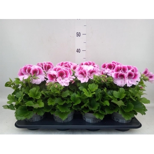Pelargonium gran.   ..