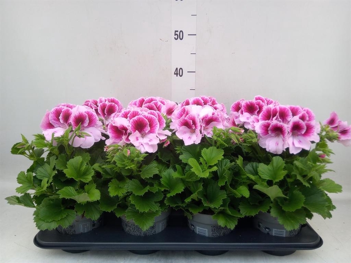 <h4>Pelargonium gran.   ..</h4>