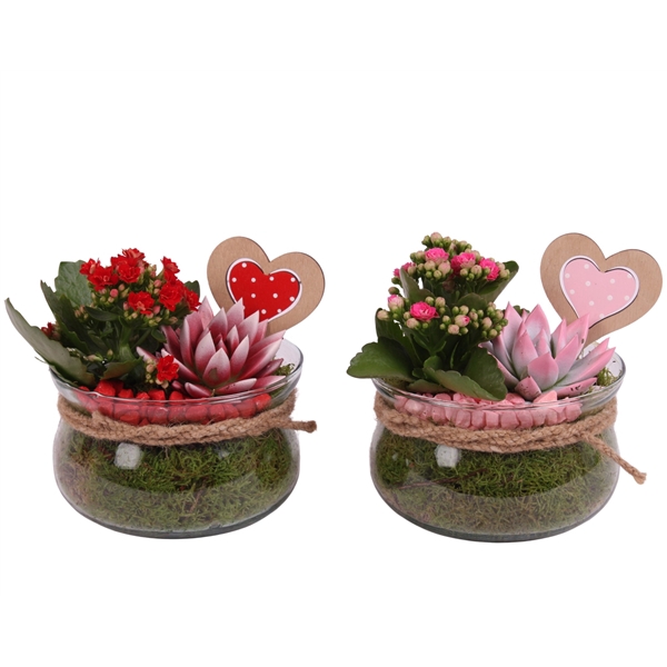 <h4>Valentine Arr. Indoor Glass Bowl Ø16cm 2PP</h4>