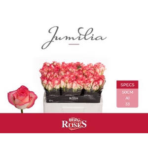 Rozen Jumilia
