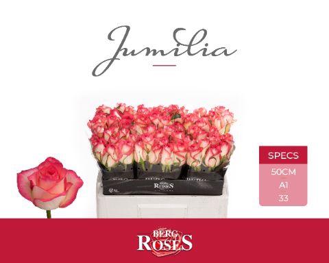 <h4>Rozen Jumilia</h4>