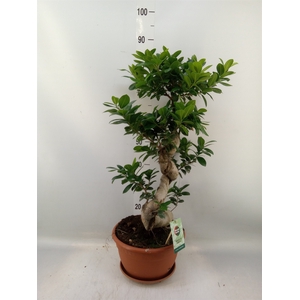 Ficus microcarpa 'Ginseng'