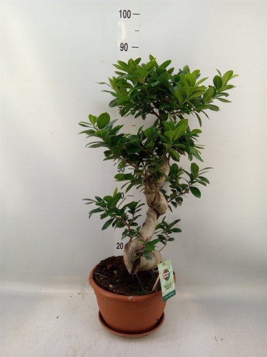 <h4>Ficus microcarpa 'Ginseng'</h4>