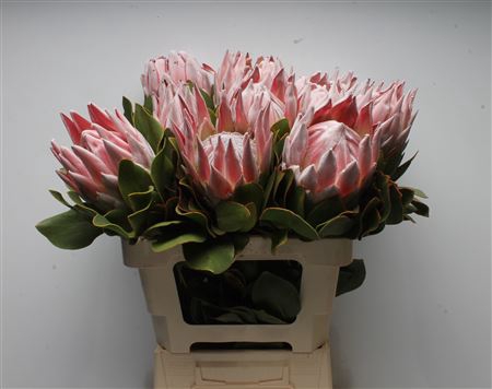 <h4>Protea Cynaroides</h4>