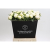 Paeonia Madame Claude Tain