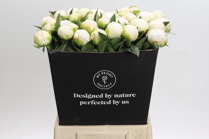 <h4>Paeonia Madame Claude Tain</h4>