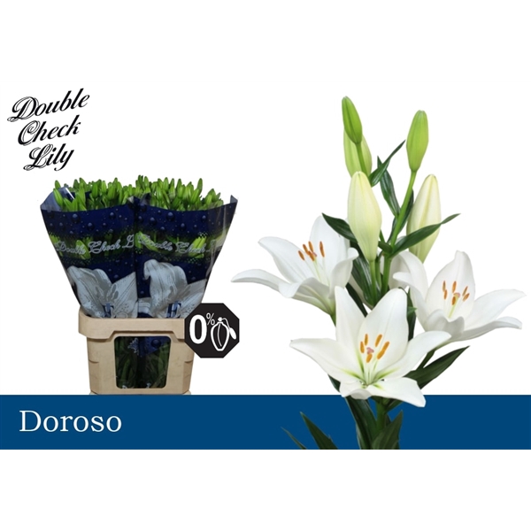 <h4>Li La Doroso 5+</h4>
