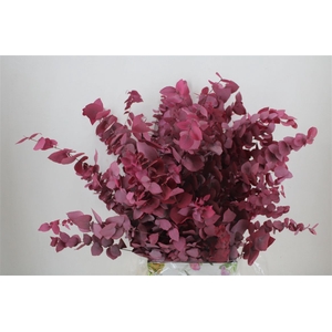 Pres Euca Stuartiana Lilac Bunch