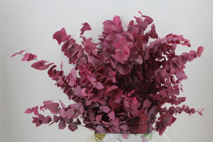 <h4>Pres Euca Stuartiana Lilac Bunch</h4>