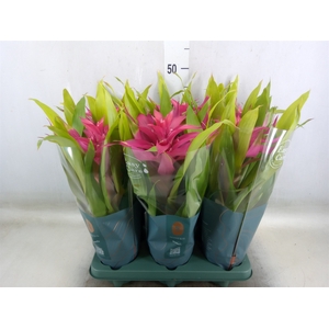 Guzmania  'Deseo Pink'