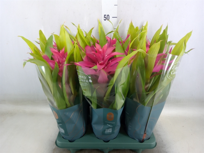 <h4>Guzmania  'Deseo Pink'</h4>