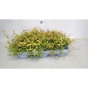 Muehlenbeckia com. 'Golden Girl'