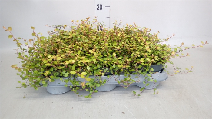 <h4>Muehlenbeckia com. 'Golden Girl'</h4>