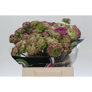 Ranunculus Pon Pon Malva