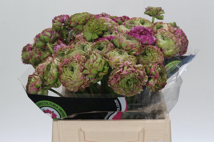 Ranunculus Pon Pon Malva