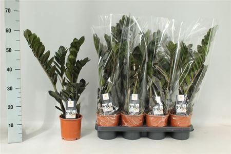 <h4>Zamio Raven 5+ Black</h4>