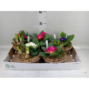 Arr.   Tuinplanten L%