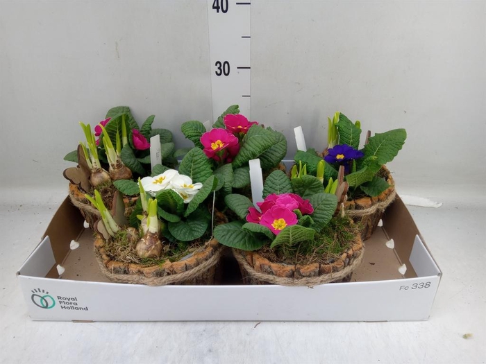 <h4>Arr. Tuinplanten L%</h4>