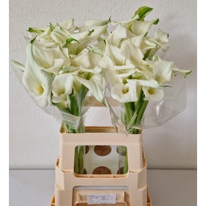 Calla Crystal Blush Double A2 Kerkvliet