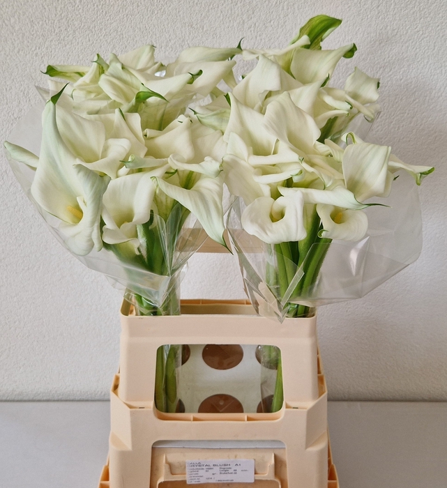 <h4>Calla Crystal Blush Double A2 Kerkvliet</h4>
