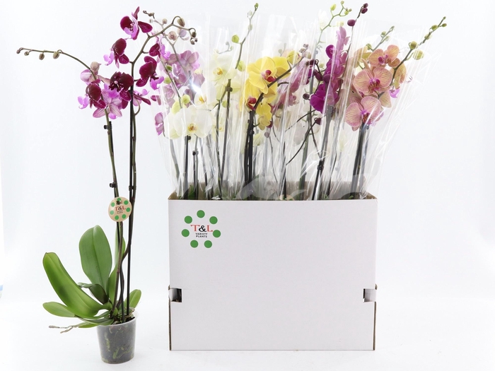 <h4>PHAL GEM 6 KL</h4>