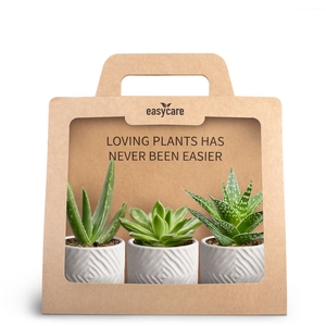 3-Pack, Dune Sand