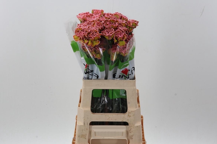 <h4>Di St Tinted Hortensia</h4>