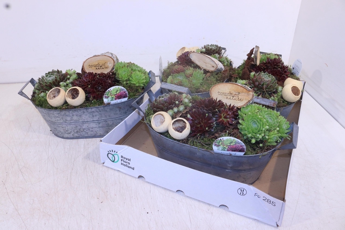 <h4>ARR SEMPERVIVUM</h4>