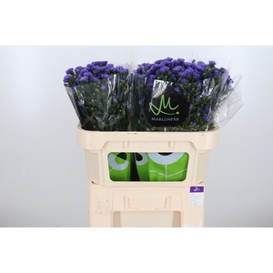 Aster Dark Milka